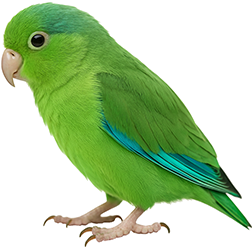 Turquoise-winged Parrotlet